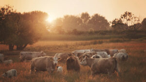 Encore corporate travel,Corporate Travel,Leadership,Press Release,Travel industry,Vice President of Product,Travel Technology,Zii Online Booking tool