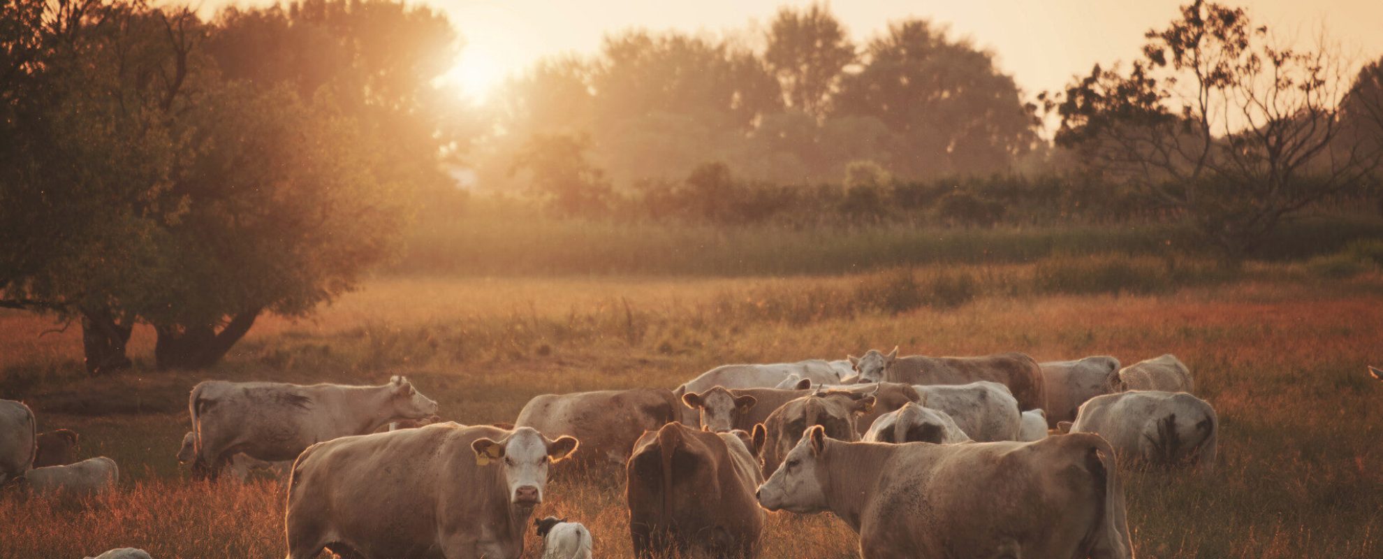 encore corporate travel case study agropur (1)